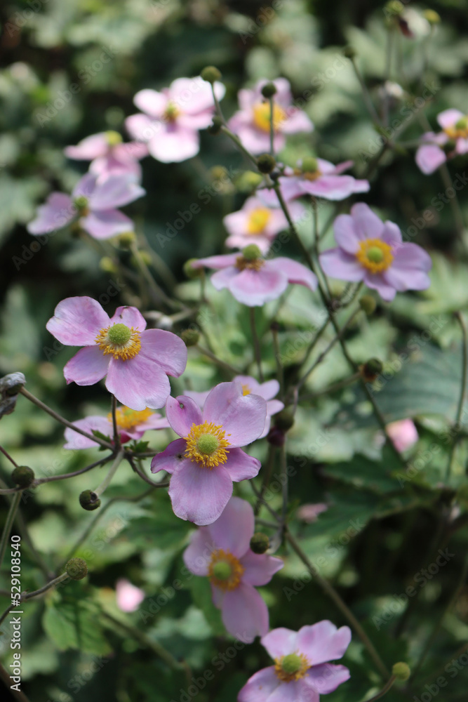 Close-up of pink Japanese anemone flowers on summer. Anemone japonica in bloom