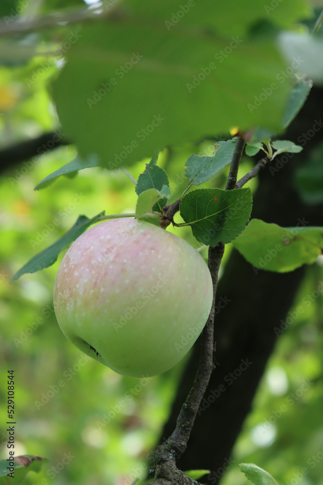 Close-up of red and green Florina apples growing on branch on tree. Malus domestica Close-up of red and green Florina apples growing on branch on tree. Malus domestica