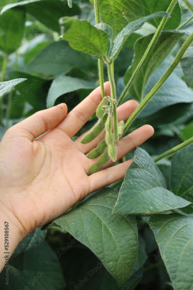 Close-up of female hands holding green Soybean pods on plant on late summer Close-up of female hands holding green Soybean pods on plant on late summer