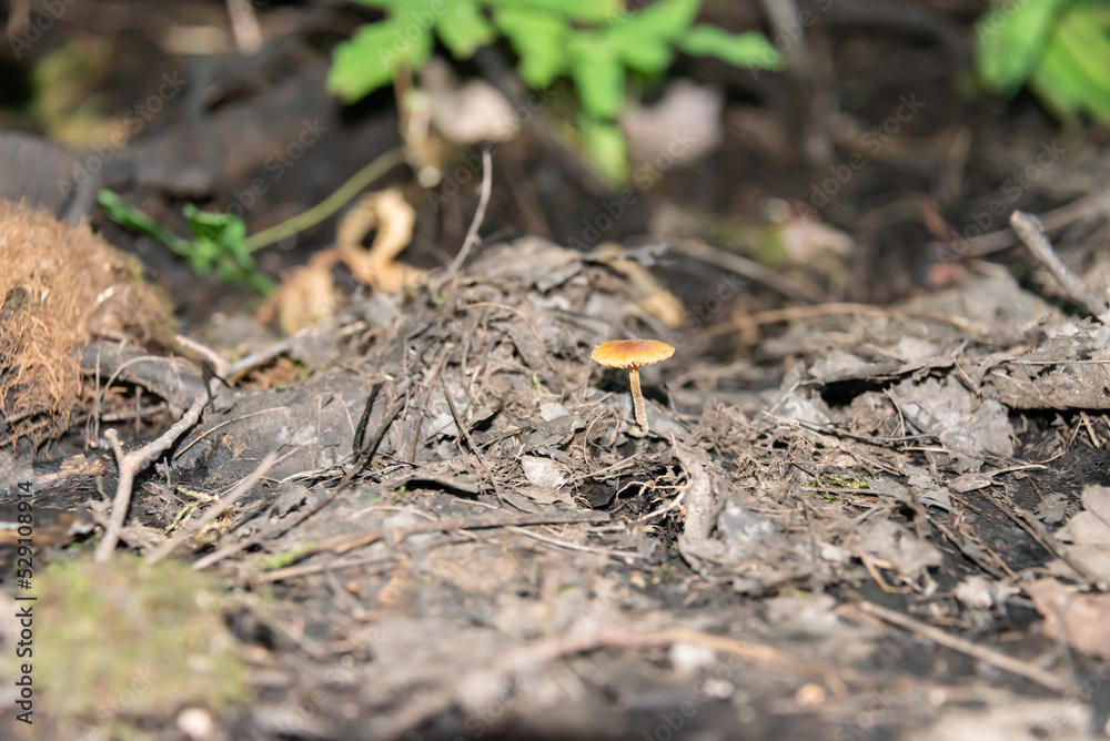 Mushroom near the tree roots Mushroom near the tree roots