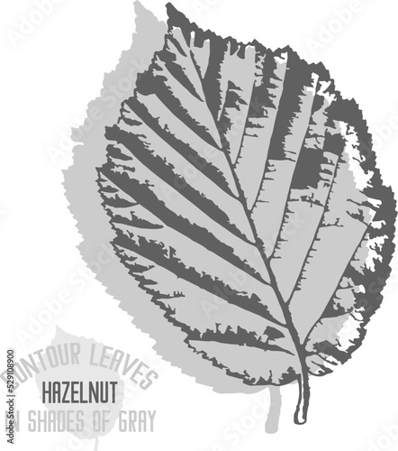 Hazelnut leaf vector silhouette. A set of decorative hazel nut leaves silhouette for further color application. Line art of hazelnut leaves in shades of gray