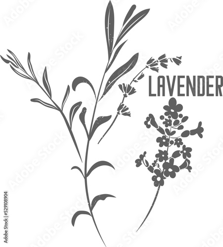 Lavender officinalis leaves and flowers vector silhouette. English lavender medicinal herbal outline. Lavandula angustifolia silhouette illustration for pharmaceuticals and cosmetology. Lavandula vera