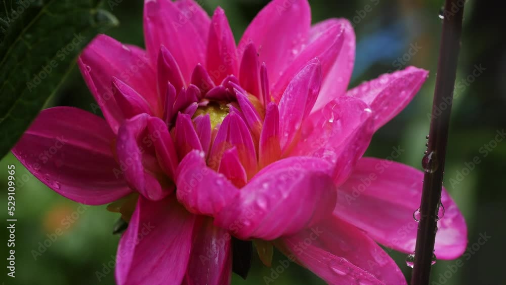 4K Pink chrysanthemum flower with raindrops on it. Close up, Slow motion 4K Pink chrysanthemum flower with raindrops on it. Close up, Slow motion