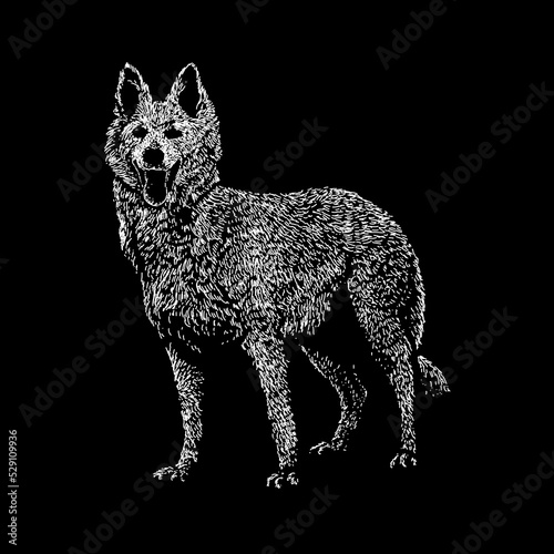Aidi dog hand drawing vector illustration isolated on black background