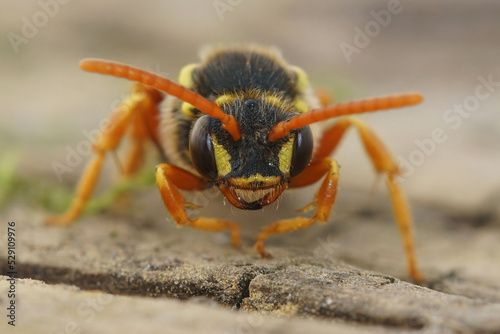 Facial close up view of Gooden's Nomad bee , Nomada goodeniana, a wasp mimic cleptoparasite bee photo