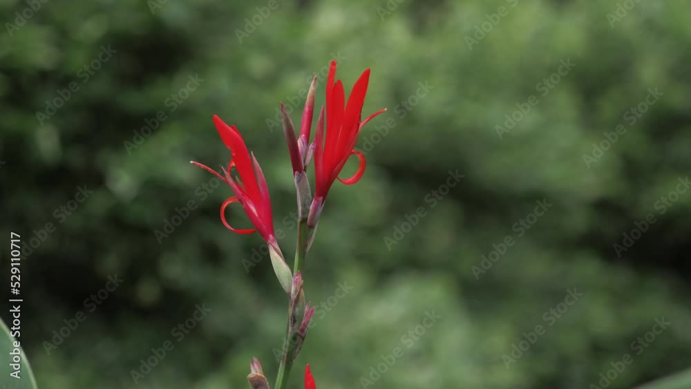 canna paniculata Plant Clsoe Up