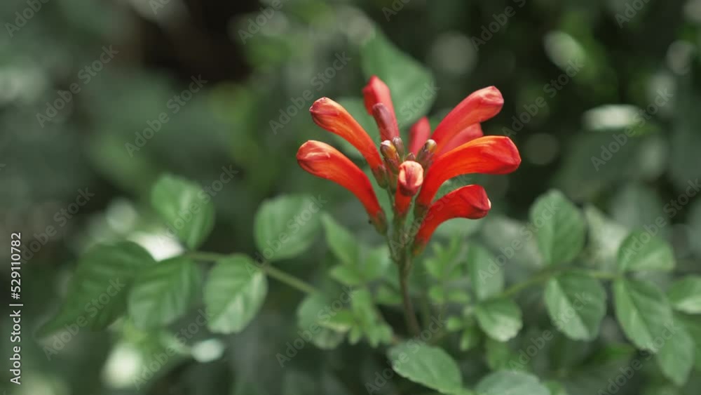 justicia spicigera Plant Close Up justicia spicigera Plant Close Up