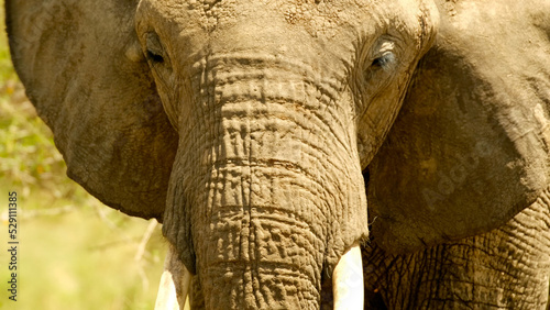 Sadness and sorrow on the face of an elephant close up