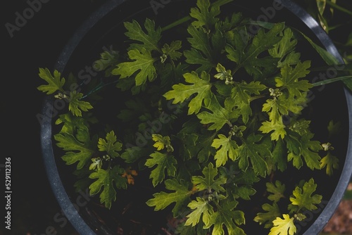 Top view of Parsley herbs in a pot photo