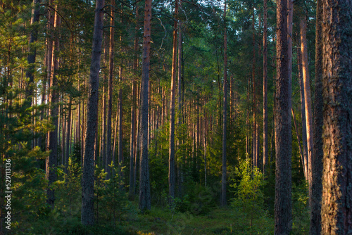 pine forest at dawn. Wildlife of Karelia