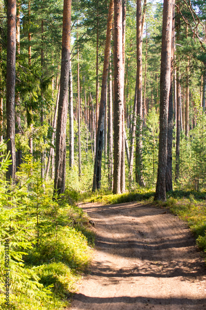 Fototapeta premium pine forest at dawn. Wildlife of Karelia