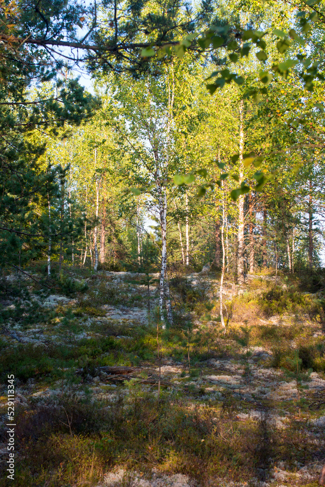 pine forest at dawn. Wildlife of Karelia
