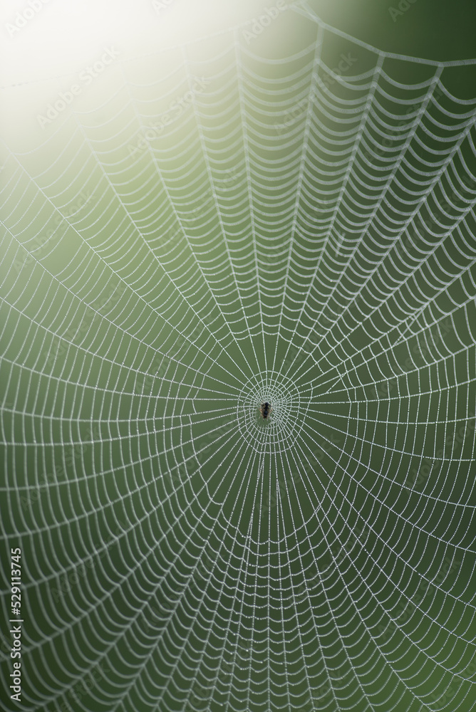 Spider resting in center of large symmetrical cobweb