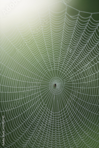 Spider resting in center of large symmetrical cobweb