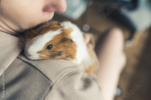 Unrecognisable person wearing hoodie hugging white and brown guinea pig resting on shoulder leaning in. Loving pet. Horizontal indoor shot. High quality photo photo