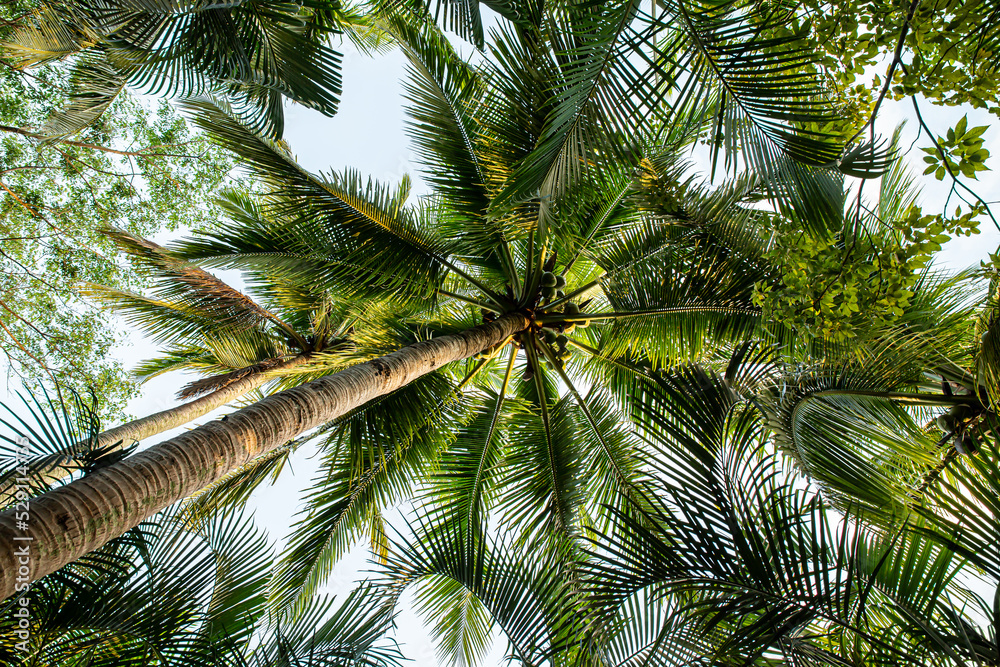 Obraz premium 椰子の木