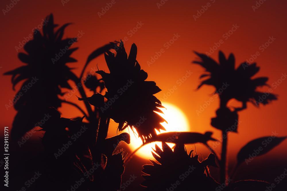 SUNSET AND SUNFLOWER - Beautiful blooming plants against the background of the evening sun