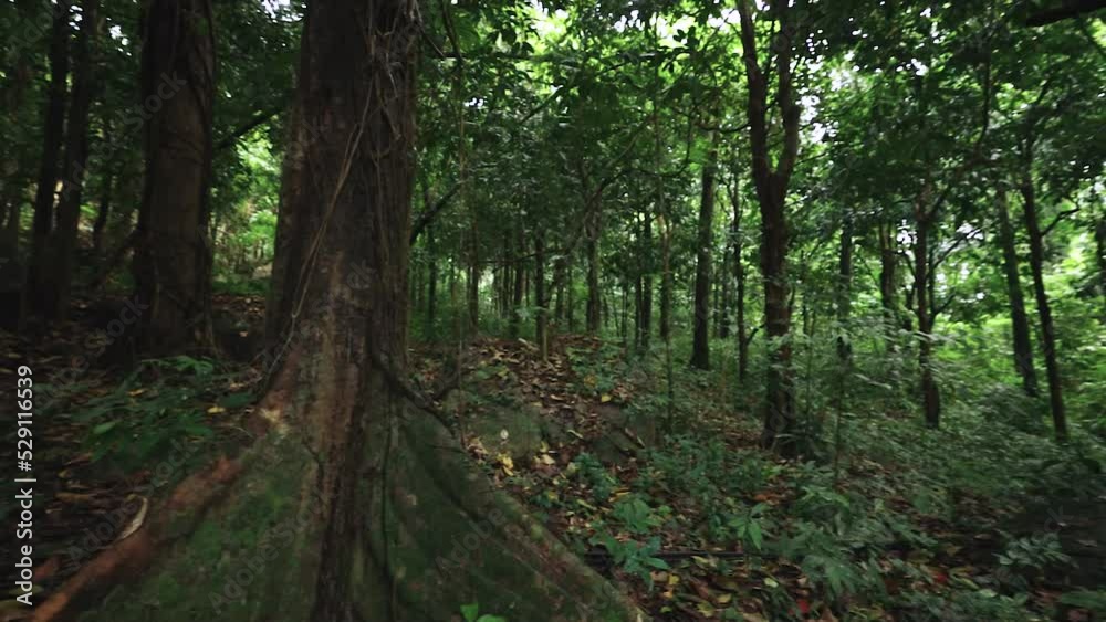 Dark tropic forest, Cam pan right, Samui Thailand Dark tropic forest, Cam pan right, Samui Thailand