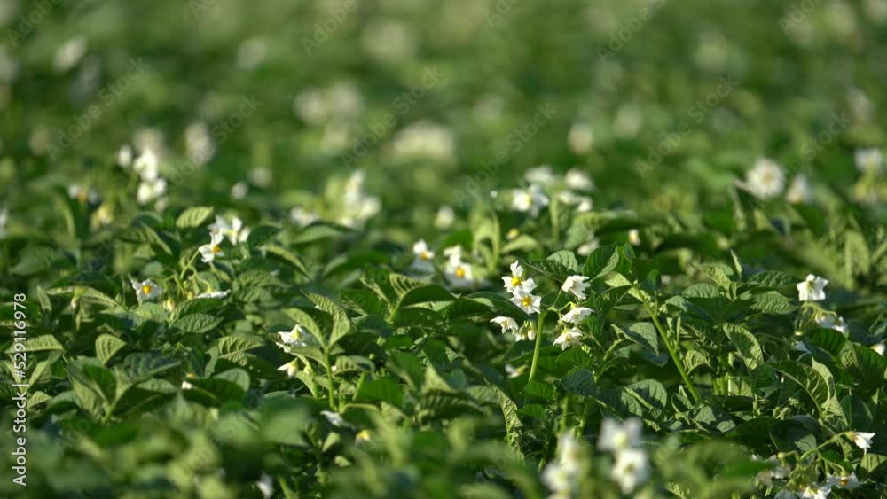 Organic Potato Field At Full Bloom - Static Close Up Organic Potato Field At Full Bloom - Static Close Up