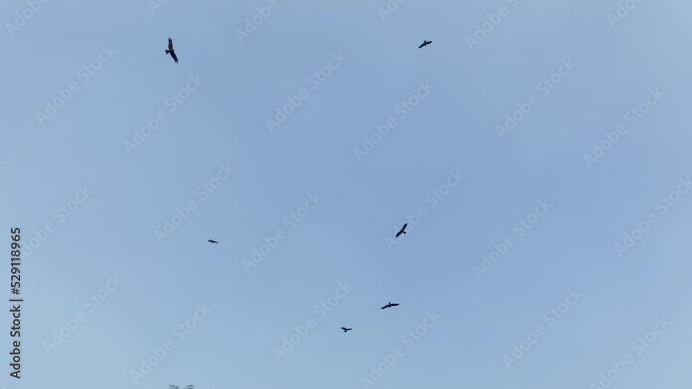 Low angle shot Vultures silhouette hovering on blue sky, scavenges on carrion Concept Low angle shot Vultures silhouette hovering on blue sky, scavenges on carrion Concept