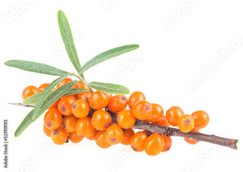 Sea buckthorn berries branch isolated on a white background, fresh ripe berries.
