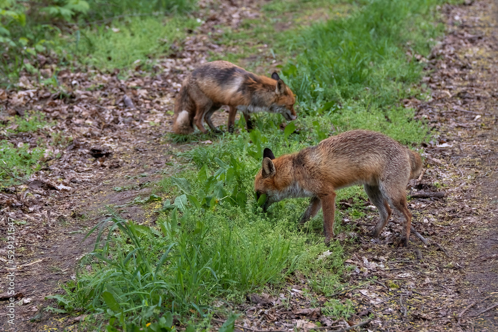 Naklejka premium Ein Fuchspaar auf Futtersuche