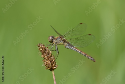Closeup shot of a dragonfly (Aeshnidae) sitting on a weed photo