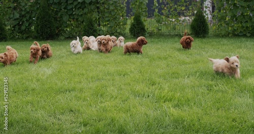 A group of cute maltipu puppies run through the green grass photo