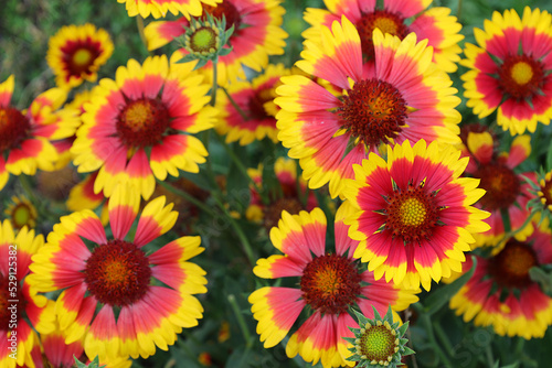 Wallpaper Mural blooming gaillardia (hybrid) in a flower bed on a bright sunny day Torontodigital.ca