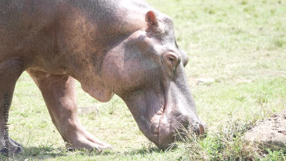 Close up of Hippo Eating Grass on Side of Rock Close up of Hippo Eating Grass on Side of Rock