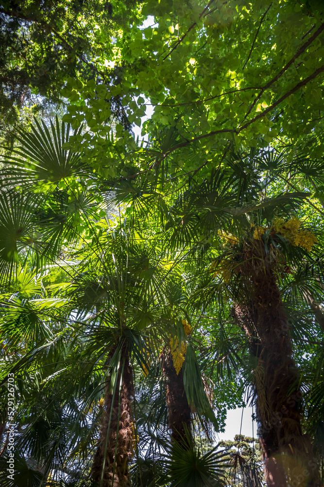 Naklejka premium Tropical rain forest background