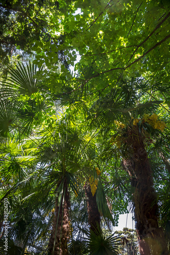 Tropical rain forest background