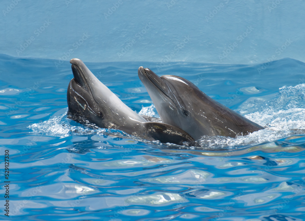 Fototapeta premium dolphins in the water follow commands