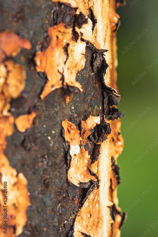 Close up of Rusty on surface steel water pipe, Rusty texture, Macro shot and selection focus. Close up of Rusty on surface steel water pipe, Rusty texture, Macro shot and selection focus.