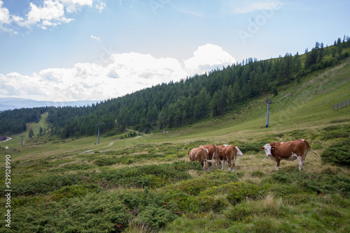 Landscape of the alps with forest and cows at Salzburger Land near Sankt Michael im Lungau during summer at skiing area Grosseck Speiereck, Austria, Europe