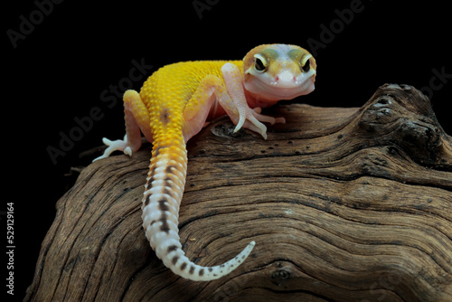 Leopard gecko lizard on wood with black background, full body reptile, eublepharis macularius, animal closeup