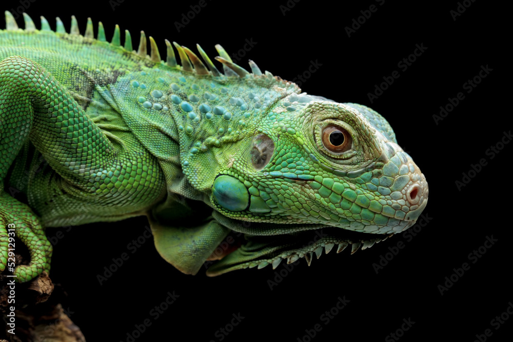 green iguana head and spikes, closeup head of green iguana, animal closeup