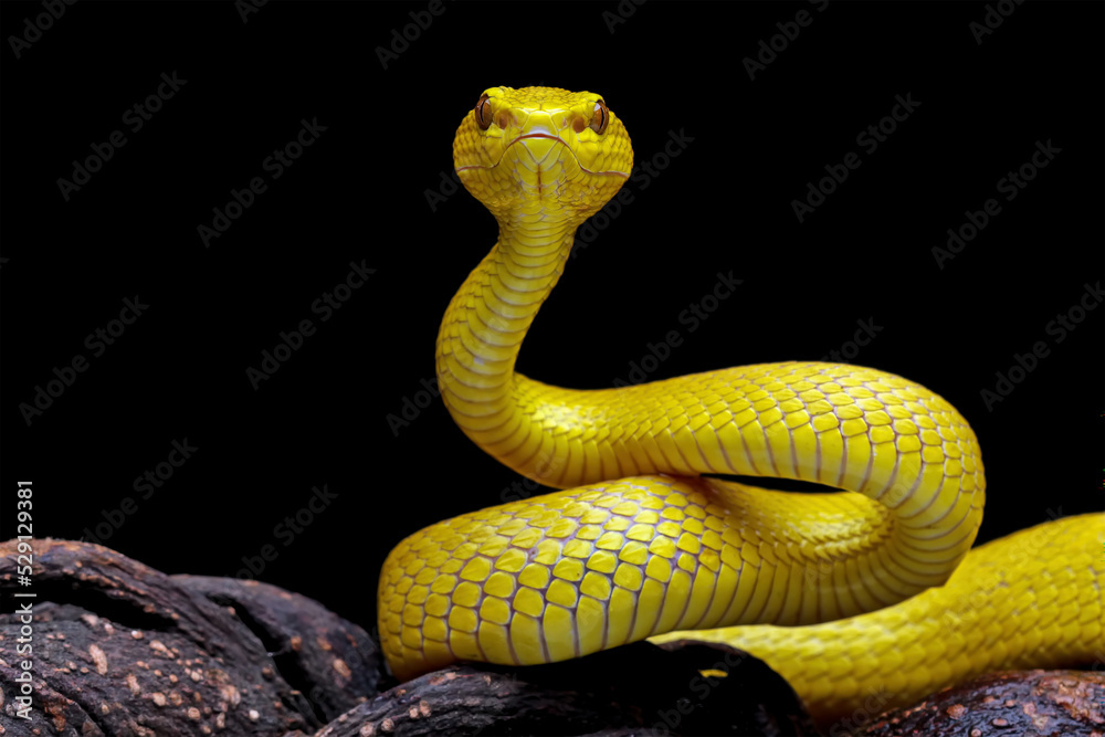 Fototapeta premium Yellow viper snake on branch, venomous pit viper in the family viperidae, animal closeup