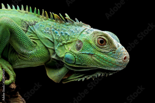 green iguana head and spikes  closeup head of green iguana  animal closeup