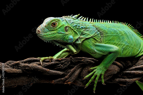 green iguana head and spikes  closeup head of green iguana  animal closeup