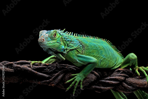 Fototapeta Naklejka Na Ścianę i Meble -  green iguana head and spikes, closeup head of green iguana, animal closeup