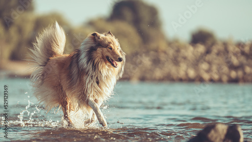 Schöner rough Collie Langhaar Junghund läuft durchs Wasser im Sommer