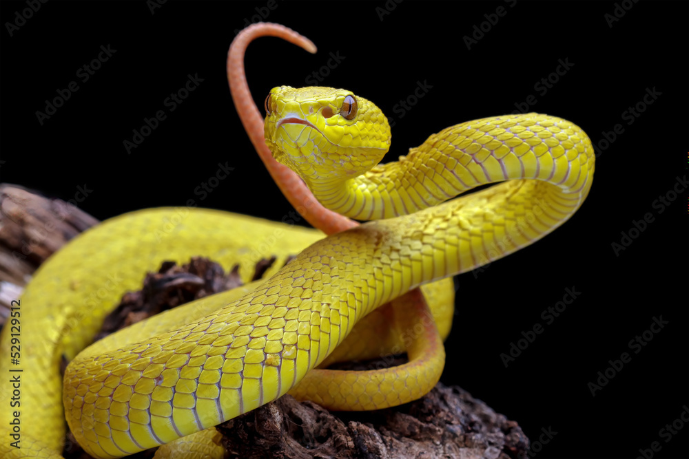 Fototapeta premium Yellow viper snake on branch, venomous pit viper in the family viperidae, animal closeup