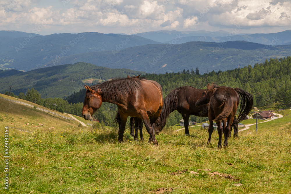 Horses at the mountains of Salzburger Land near Sankt Michael im Lungau during summer at skiing area Grosseck Speiereck, Austria, Europe Horses at the mountains of Salzburger Land near Sankt Michael im Lungau during summer at skiing area Grosseck Speiereck, Austria, Europe