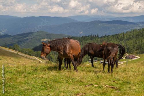 Horses at the mountains of Salzburger Land near Sankt Michael im Lungau during summer at skiing area Grosseck Speiereck, Austria, Europe