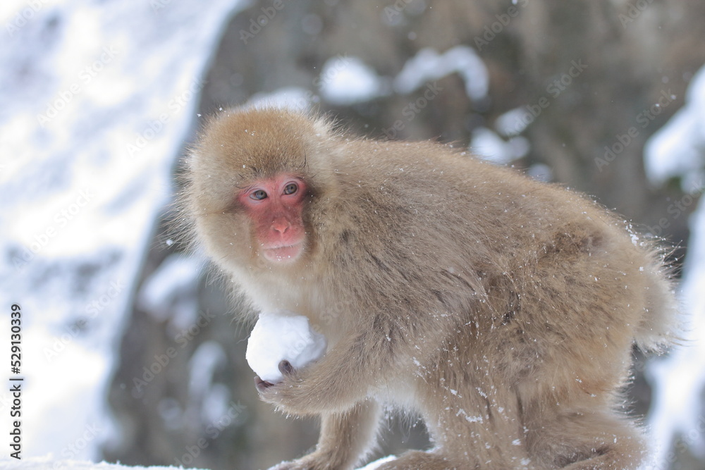 雪の中のニホンザル