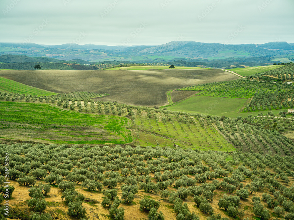 Landscape panorama of olive trees in Spain