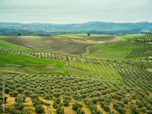 Landscape panorama of olive trees in Spain