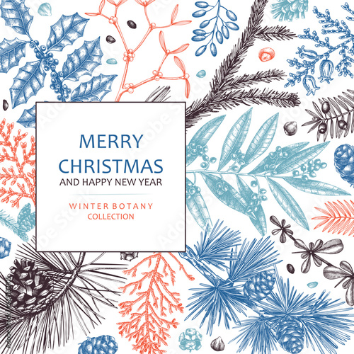 Merry Christmas card in color. Vector frame with evergreen plants, conifers, and nuts drawing. Winter design with hand-drawn botanical illustrations. Christmas background, New Year invitation template