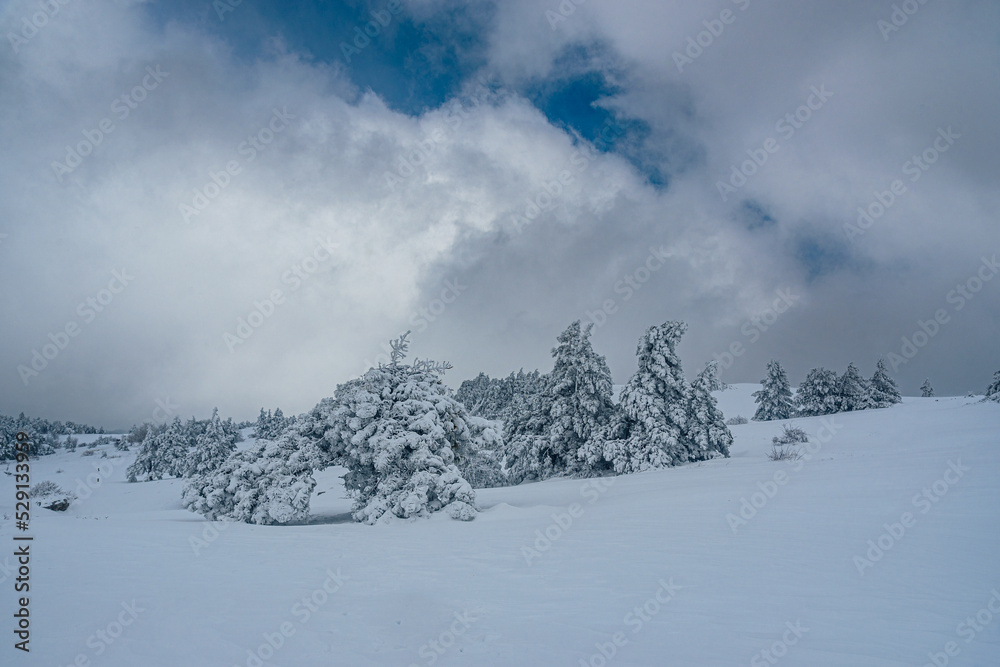 Snow covered forest on top of mountain Ai-Petri after blizzard. Crimea